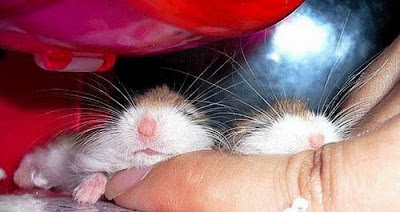 cute sleeping animal cute sleeping animal