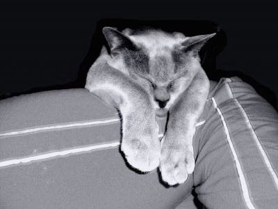 cute sleeping animal cute sleeping animal