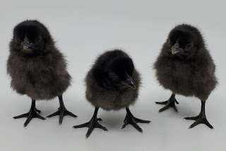 Mengungkap Misteri Hitam Pekat Ayam Cemani Mengungkap Misteri Hitam Pekat Ayam Cemani