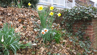 daffodils, Today, March 19, 2016, 12:25:06 PM