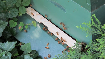 honeybees at work