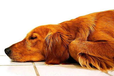 cute sleeping animal cute sleeping animal