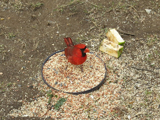 Mr. Cardinal, Tuesday, March 22, 2016, 10:23:25 AM