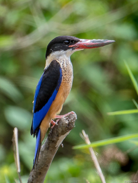 DSC_4895 DSC_4895