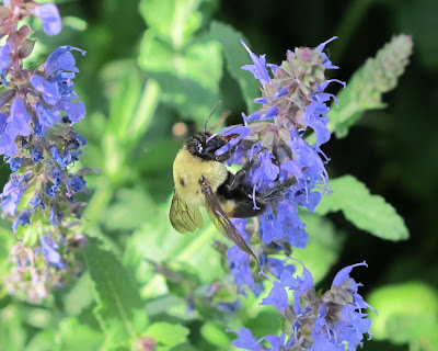 carpenter bee at work