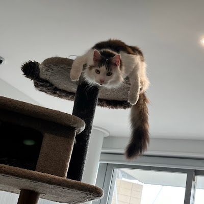 Top of the world! d'Artagnan on tower top