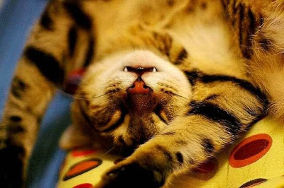 cute sleeping animal cute sleeping animal