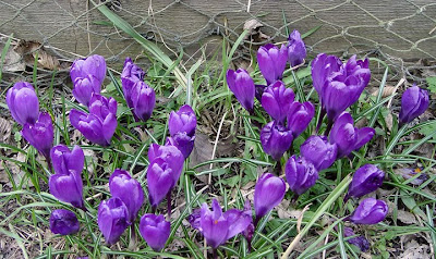 crocus