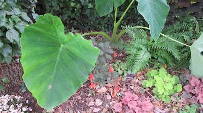 Elephant Ears, Colocasia Esculenta