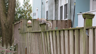 Nutkin on fence, Sunday, February 07, 2016, 1:42:23 PM