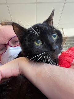 In the foreground is a black cat with white whiskers who appears to be gazing off to the right of the camera. She has a big red bandage on her right front paw. Behind her is the middle aged, brunette, bespectacled, white woman whose lap the cat is sat on. The woman's left arm is wrapped around the cat for support. The woman is wearing a white, duckbill-style FFP3 mask, and her face is red from crying so much. The backround is the interior of an animal hospital.