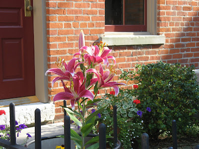 stargazer lily