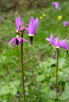 shooting star wildflowers