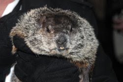 punxsutawney phil groundhog