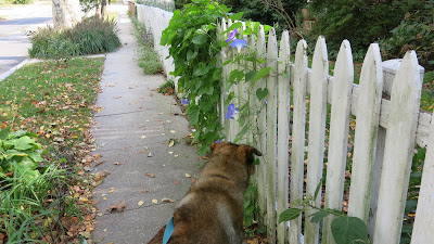 Theda and morning glory fence, Monday, October 24, 2016, 1:39:56 PM