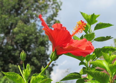 Hibiscus
