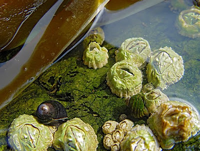 acorn barnacles, photo by Robin Atkins