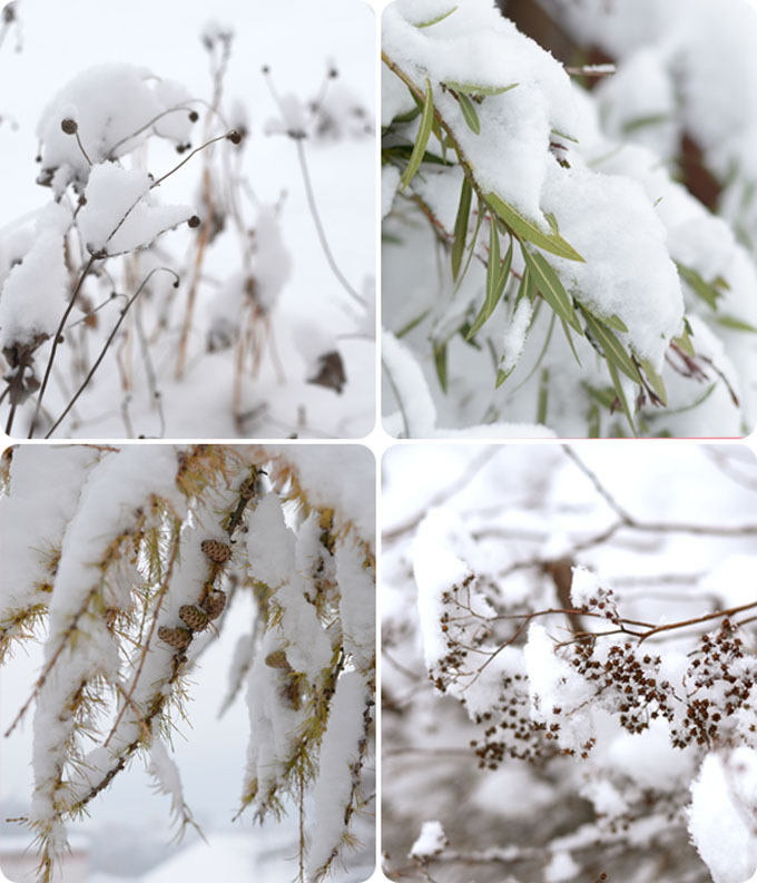 Maryandpatch, snow