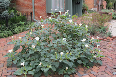 a nice patch of Datura inoxia