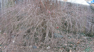 cardinals and sparrows in the birdie bush, Thursday, March 03, 2016, 3:47:31 PM