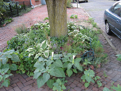 Datura inoxia