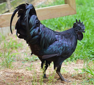 Mengungkap Misteri Hitam Pekat Ayam Cemani Mengungkap Misteri Hitam Pekat Ayam Cemani