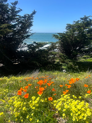The blue Pacific Ocean seen between cypresses and above orange California poppies and bright yellow oxalis flowers.