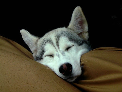 cute sleeping animal cute sleeping animal