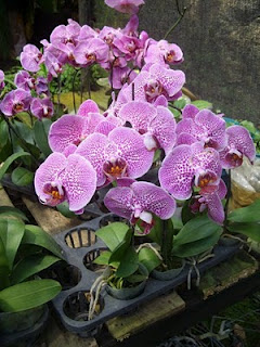 orchid flower orchid flower