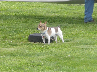 a small dog enjoying the planes