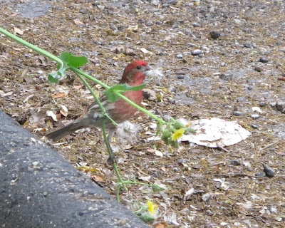 House Finch, Carpodacus mexicanus 2