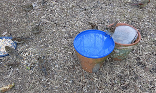 sparrows on birdbath, Today, February 27, 2016, 8:46:34 AM