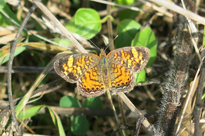 Pearl Crescent, Wednesday, October 05, 2016, 1:35:32 PM