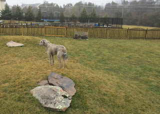 Amelia outside, Yesterday, February 24, 2016, 12:25:03 PM