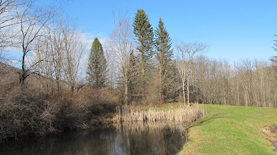 afternoon pond