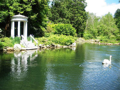 swan in pond