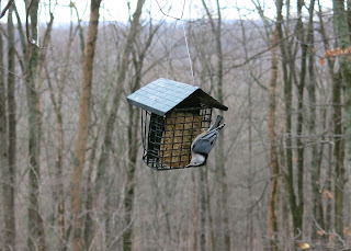 White-breasted Nuthatch, Saturday, January 16, 2016, 12:32:11 PM