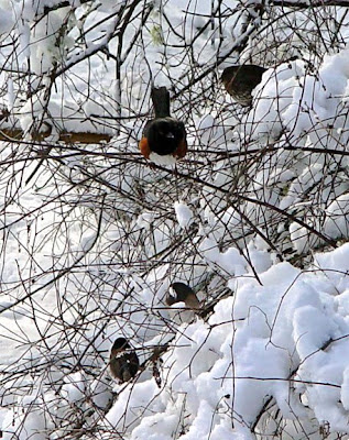birds in the bushes