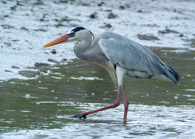 DSC_4834 DSC_4834