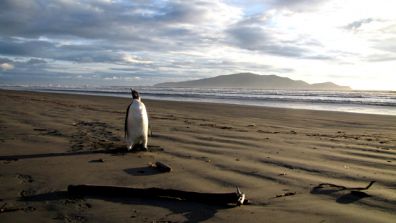 New Zealand Emperor Penguin New Zealand Emperor Penguin