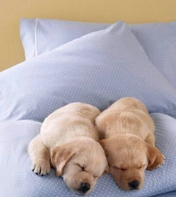 cute sleeping animal cute sleeping animal