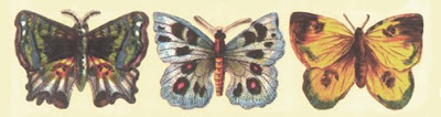 butterflies