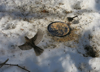 song sparrows, Sunday, January 31, 2016, 12:23:19 PM