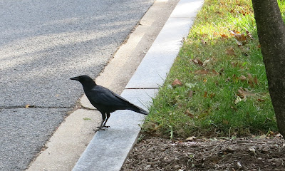 corvid, Wednesday, October 12, 2016, 9:42:35 AM