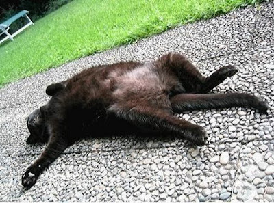 cute sleeping animal cute sleeping animal