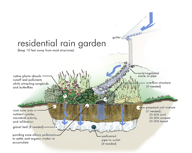 http://www.greeningthegrey.org/wp-content/uploads/2013/02/rain-garden.jpg
