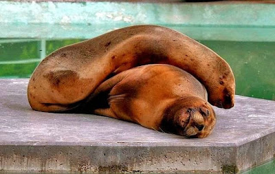 cute sleeping animal cute sleeping animal