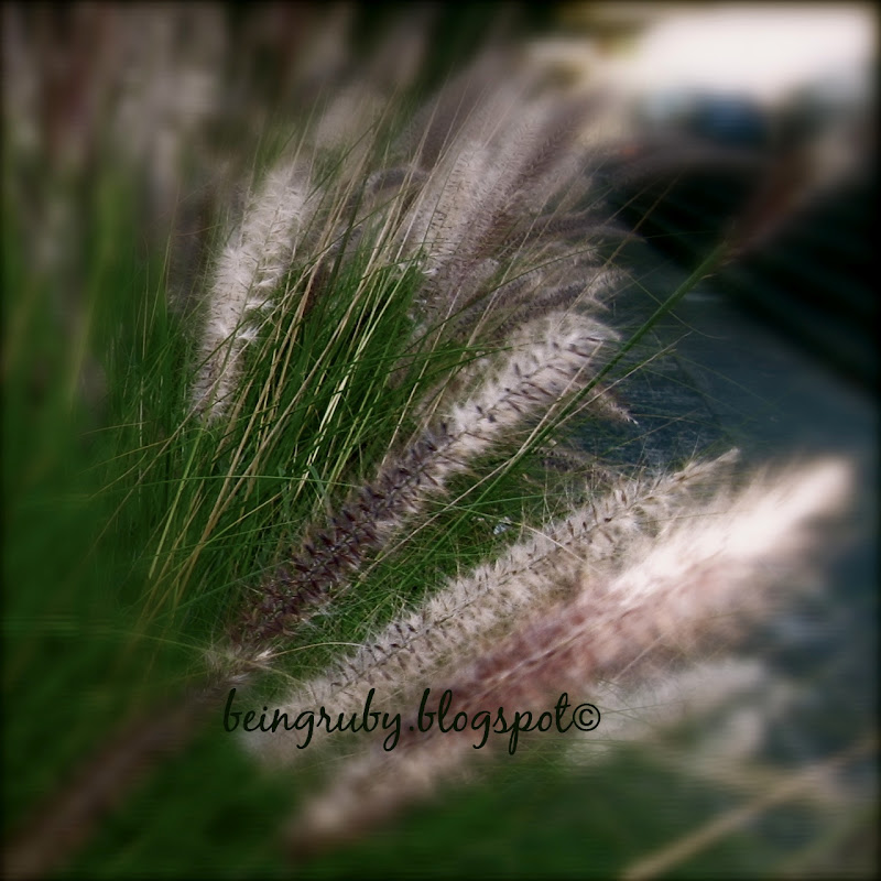 BeingRuby - splendourgrass - 201005 - 9sq