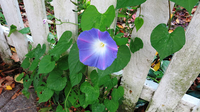 morning glory, Monday, October 24, 2016, 1:40:01 PM