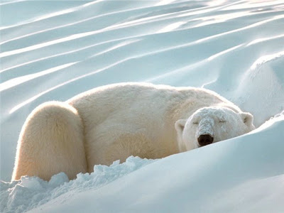 cute sleeping animal cute sleeping animal